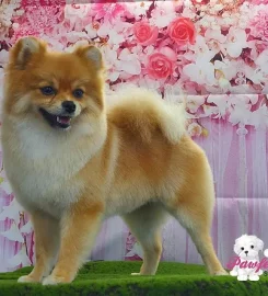 Pawfect Style Dog Grooming SPA