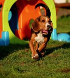 Wags 'n’ Walkies Doggy Daycare