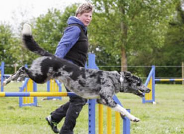 The Dog Training Barn