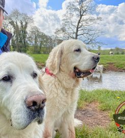 Dog Walking in Carlisle