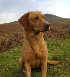 Cleestangate Gundogs & Training