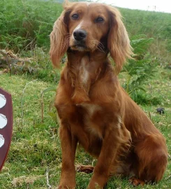 Cleestangate Gundogs & Training