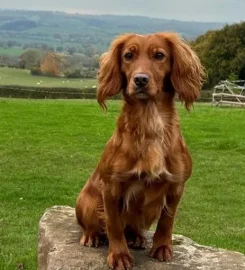 Cleestangate Gundogs & Training