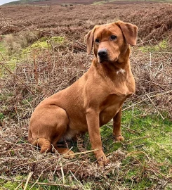 Cleestangate Gundogs & Training