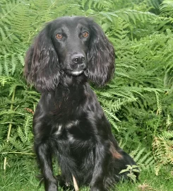 Cleestangate Gundogs & Training