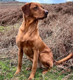 Cleestangate Gundogs & Training