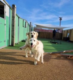 Hylton Hound Hotel Kennels