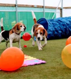 Crowbank Kennels and Cattery