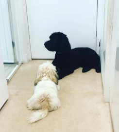 Chilled Dawgz – Dog Daycare Glasgow