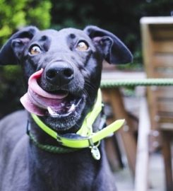 Daybreaks Trust Greyhound Rescue and Rehoming Charity