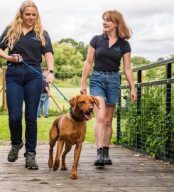 Conifer Kennels and Cattery