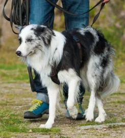 Positive 4 Paws Dog Training and Behaviour