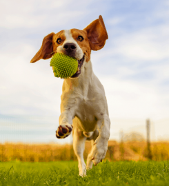 Lucy Ward Dog Training