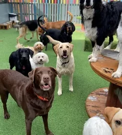 Pawprints doggy daycare