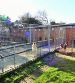 Four Seasons Kennels and Cattery