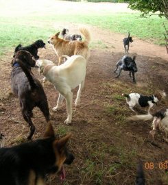 Bromyard Boarding Kennels