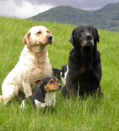 Tal-y-Cafn Kennels