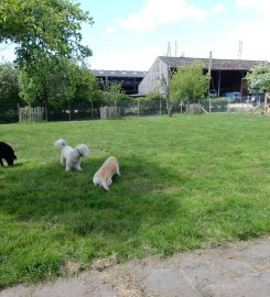 Roe Clare Cattery & Kennels | Altrincham | Lymm