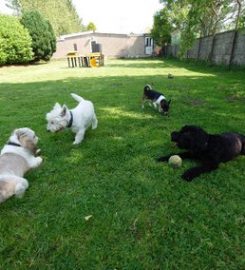 Glencoe Kennels and Cattery