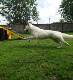 Glencoe Kennels and Cattery