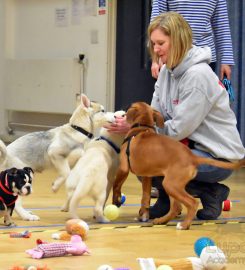 Lupo Academy Dog Training