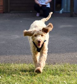 Lupo Academy Dog Training