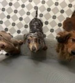 The Daisy Hotel for Dachsunds