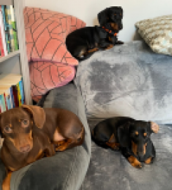 The Daisy Hotel for Dachsunds