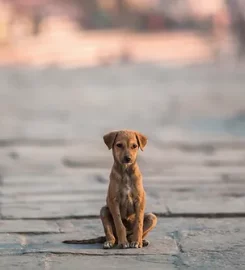 The Positive Canine