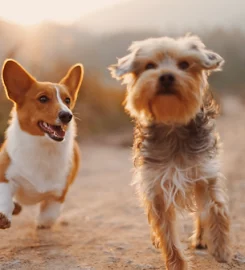 Pooch Dog Daycare