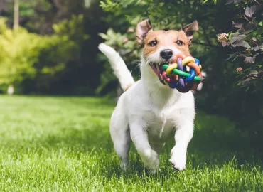 Ashcroft Cottage dog day care