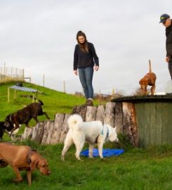 Bark n Fly Dog Day Care and Boarding Kennels