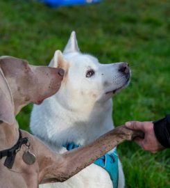 Bark n Fly Dog Day Care and Boarding Kennels