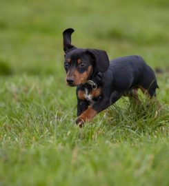 Bark n Fly Dog Day Care and Boarding Kennels