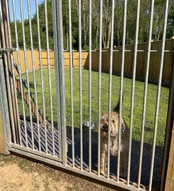 Animal Paradise Kennels