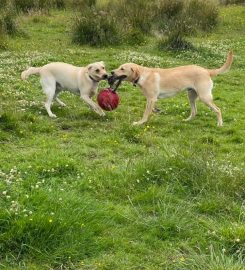 Wags 'n’ Walkies Doggy Daycare