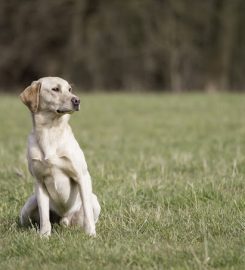 Fallowfen Training Kennels