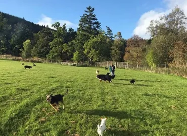 Linnburn Kennels and Cattery