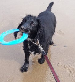 Scottish Dog Walkers