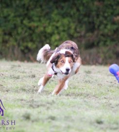 Broadmarsh Kennels & Cattery