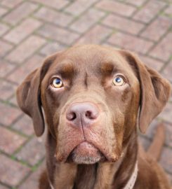 Broadmarsh Kennels & Cattery