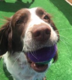 Woofy Warehouse Doggy Day Care