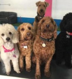 Woofy Warehouse Doggy Day Care