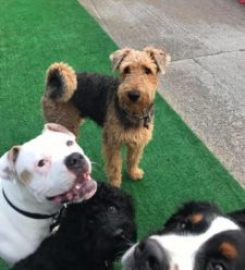 Woofy Warehouse Doggy Day Care