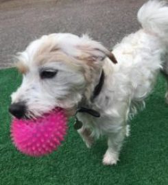 Woofy Warehouse Doggy Day Care