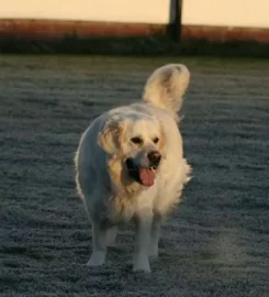 Fernilea Boarding Kennels