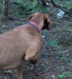 Verstone Gundogs