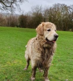 Sunnyoak Golden Retrievers