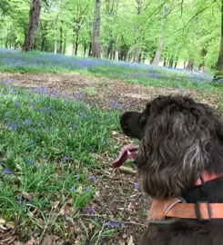 Sniffalicious K9 Schooling