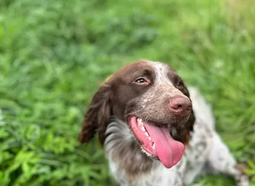 Ashcroft Cottage dog day care